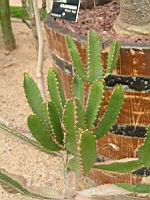 Euphorbe - Euphorbia Triangularis (fam Euphorbiacees) (Afrique du sud) (03) (Photo F. Mrugala)